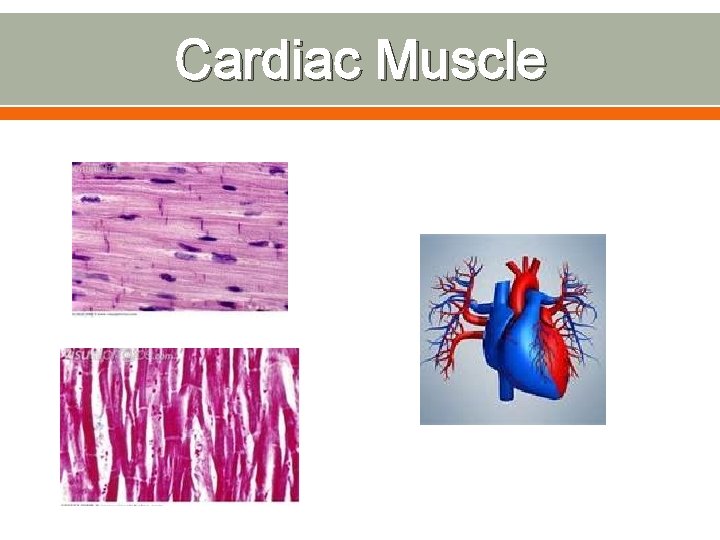 Cardiac Muscle 