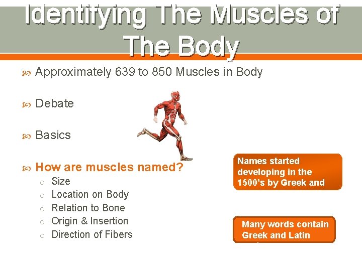 Identifying The Muscles of The Body Approximately 639 to 850 Muscles in Body Debate