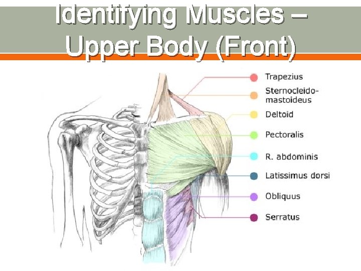 Identifying Muscles – Upper Body (Front) 