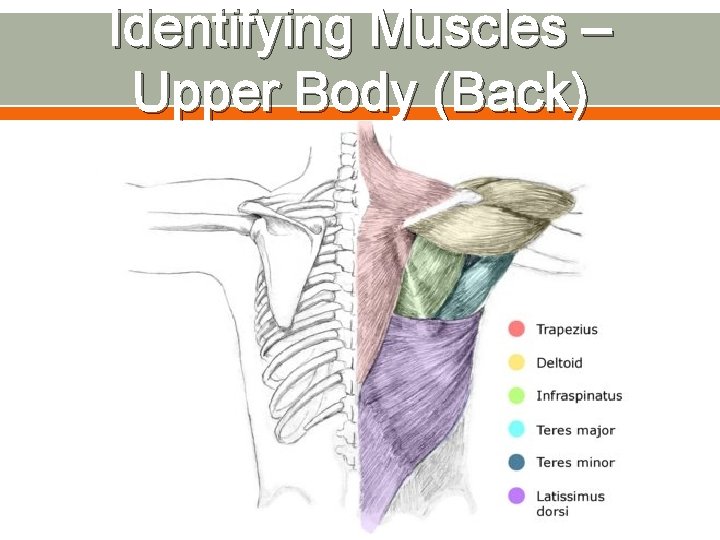 Identifying Muscles – Upper Body (Back) 