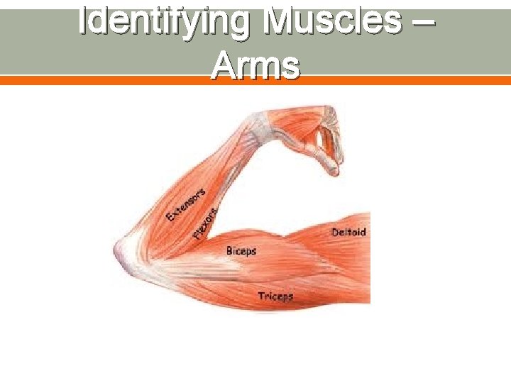 Identifying Muscles – Arms 