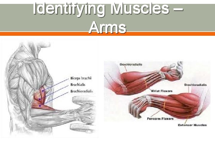 Identifying Muscles – Arms 