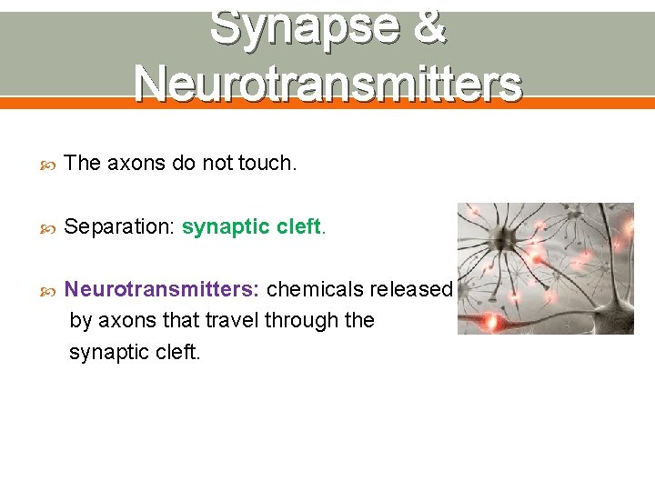 Synapse & Neurotransmitters The axons do not touch. Separation: synaptic cleft. Neurotransmitters: chemicals released