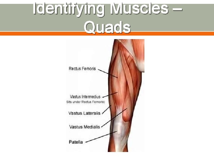 Identifying Muscles – Quads 