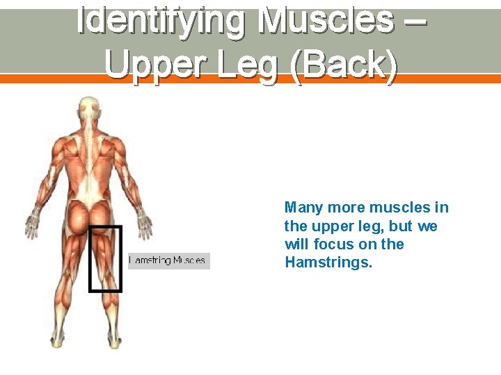 Identifying Muscles – Upper Leg (Back) Many more muscles in the upper leg, but