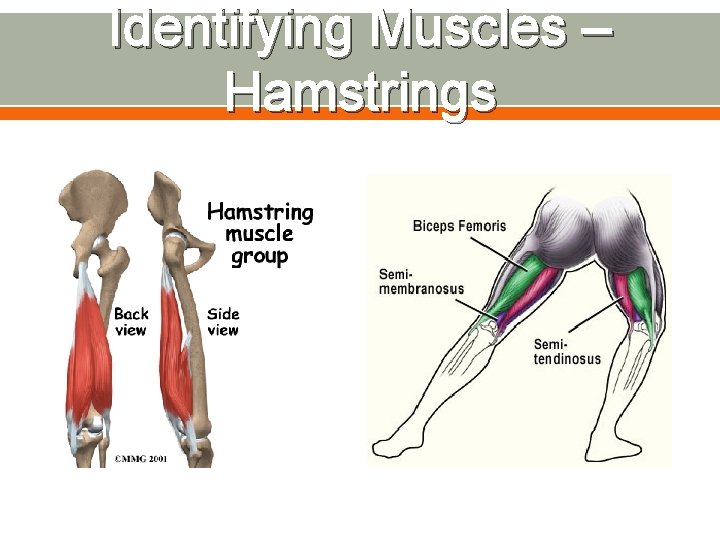 Identifying Muscles – Hamstrings 