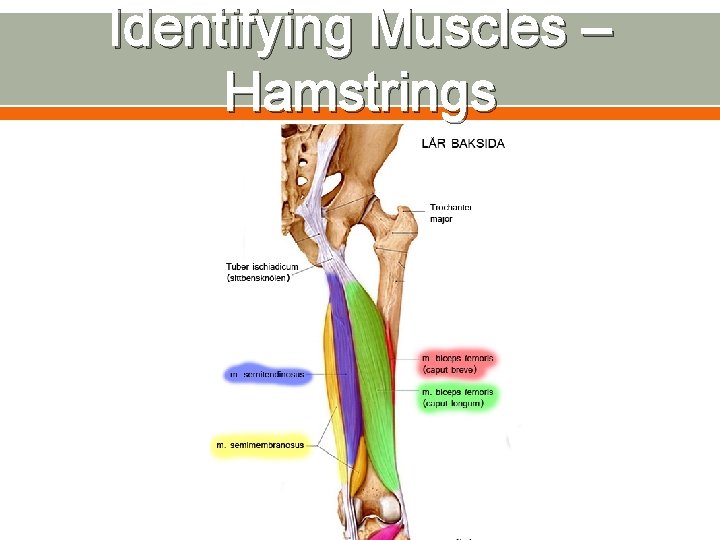 Identifying Muscles – Hamstrings 