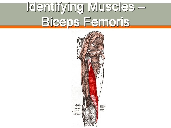 Identifying Muscles – Biceps Femoris 