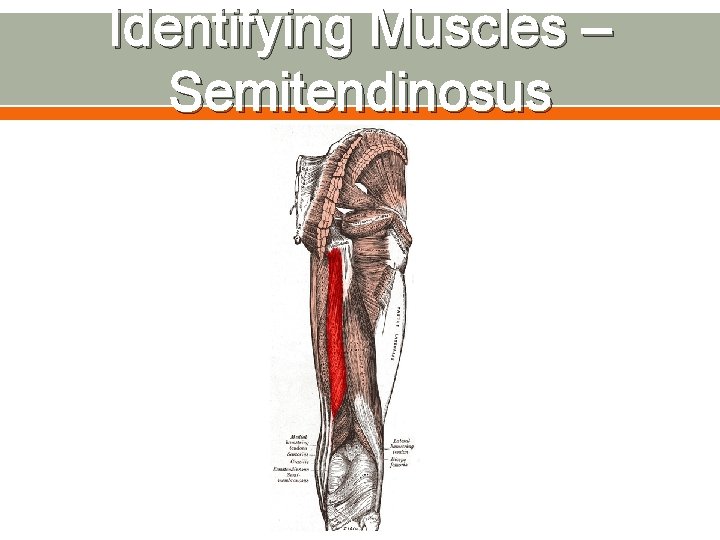 Identifying Muscles – Semitendinosus 