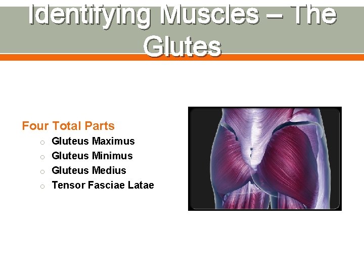 Identifying Muscles – The Glutes Four Total Parts o Gluteus Maximus o Gluteus Minimus