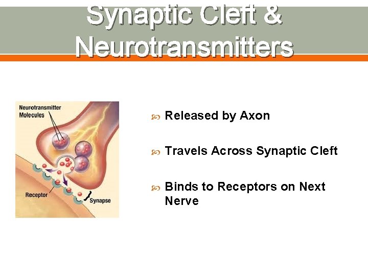 Synaptic Cleft & Neurotransmitters Released by Axon Travels Across Synaptic Cleft Binds to Receptors