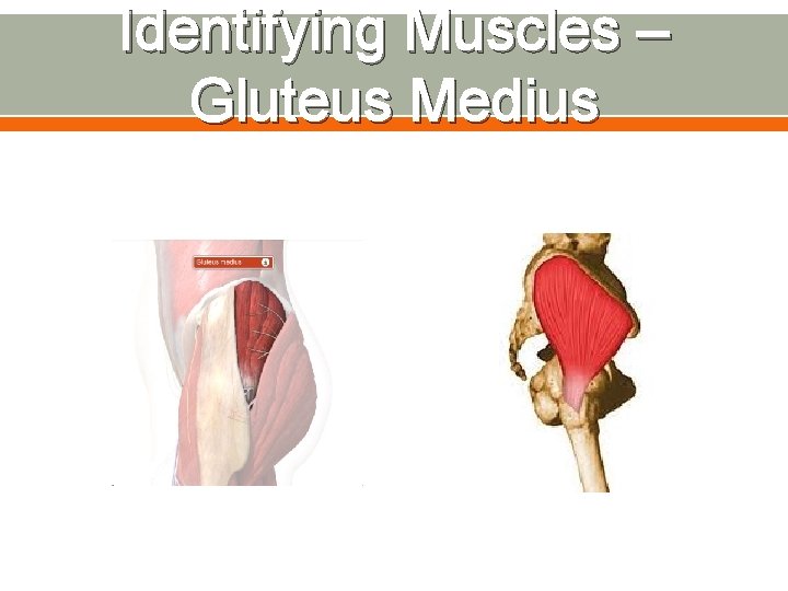 Identifying Muscles – Gluteus Medius 