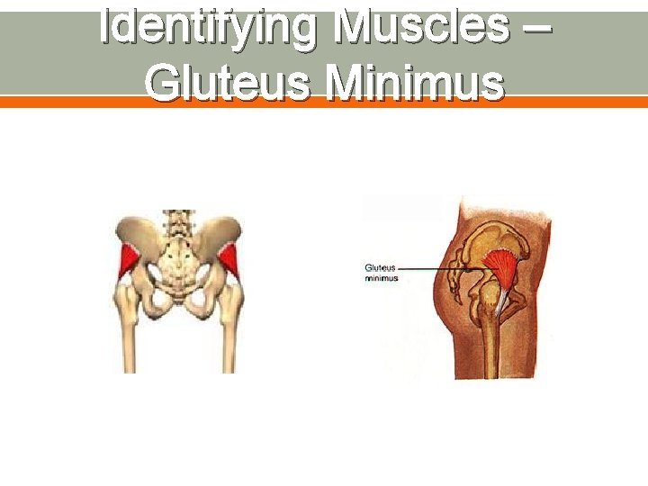 Identifying Muscles – Gluteus Minimus 