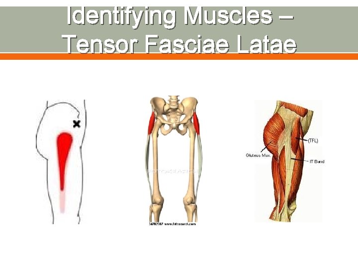 Identifying Muscles – Tensor Fasciae Latae 