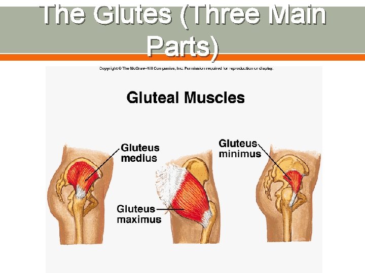 The Glutes (Three Main Parts) 
