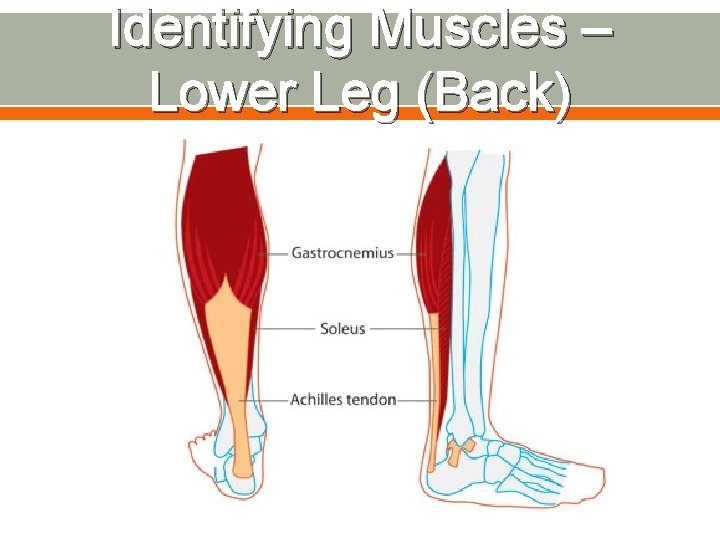Identifying Muscles – Lower Leg (Back) 