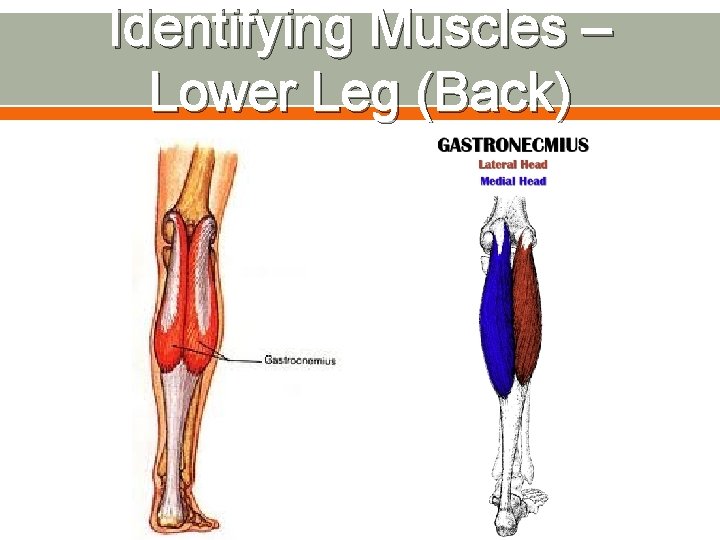 Identifying Muscles – Lower Leg (Back) 