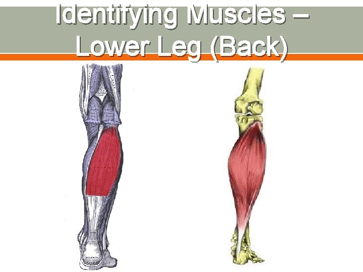 Identifying Muscles – Lower Leg (Back) 