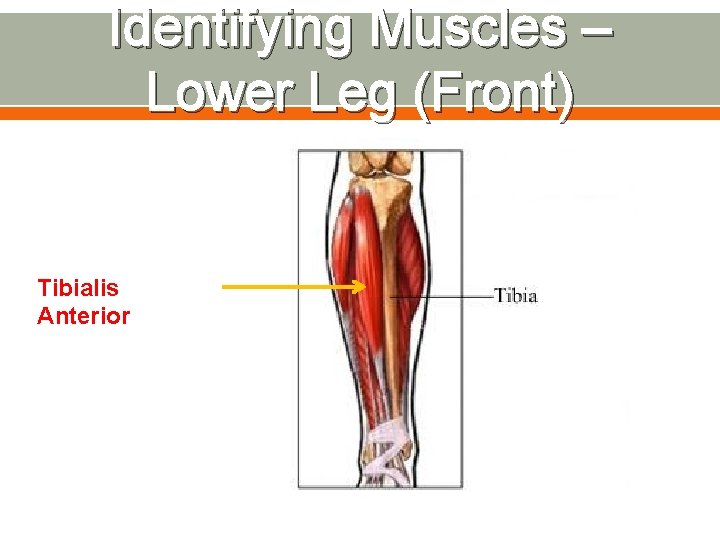 Identifying Muscles – Lower Leg (Front) Tibialis Anterior 