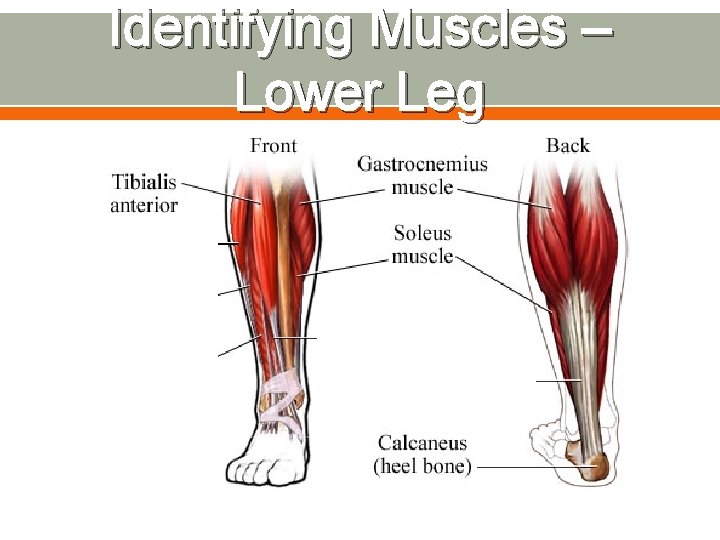 Identifying Muscles – Lower Leg 