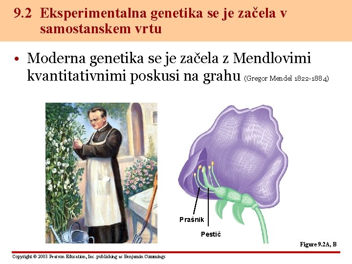 9. 2 Eksperimentalna genetika se je začela v samostanskem vrtu • Moderna genetika se