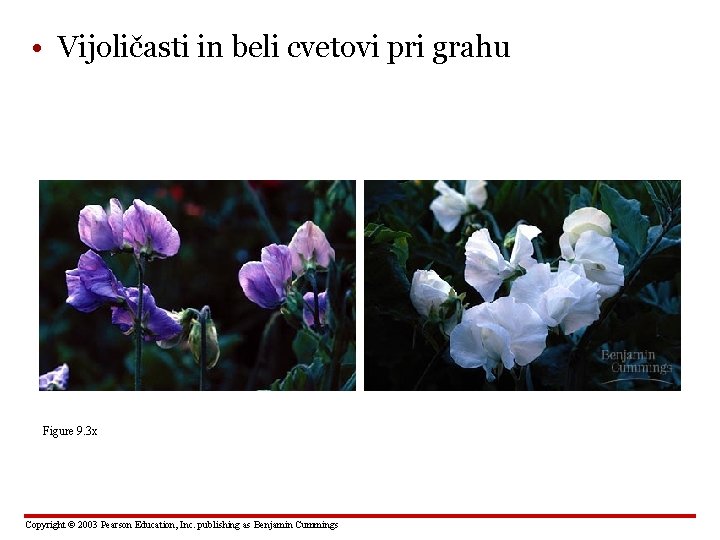  • Vijoličasti in beli cvetovi pri grahu Figure 9. 3 x Copyright ©