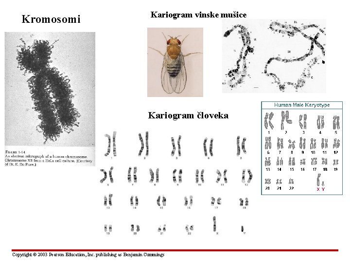 Kromosomi Kariogram vinske mušice Kariogram človeka Copyright © 2003 Pearson Education, Inc. publishing as