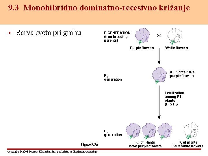 9. 3 Monohibridno dominatno-recesivno križanje • Barva cveta pri grahu P GENERATION (true-breeding parents)