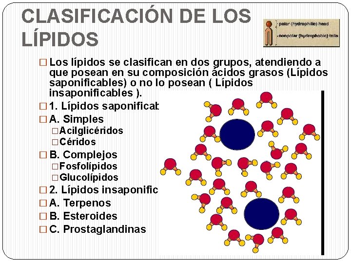 CLASIFICACIÓN DE LOS LÍPIDOS � Los lípidos se clasifican en dos grupos, atendiendo a