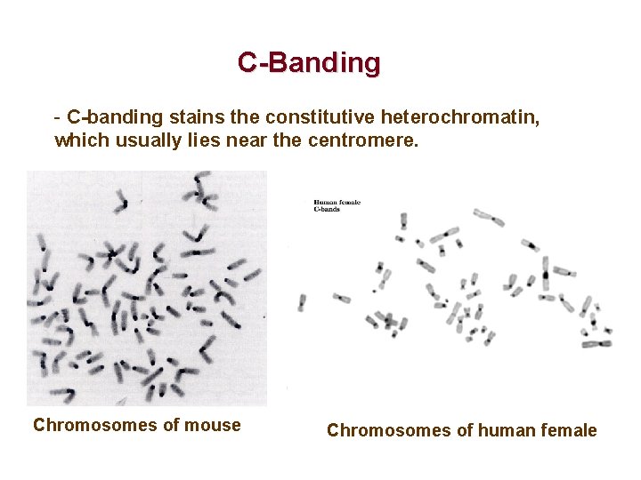 C-Banding - C-banding stains the constitutive heterochromatin, which usually lies near the centromere. Chromosomes