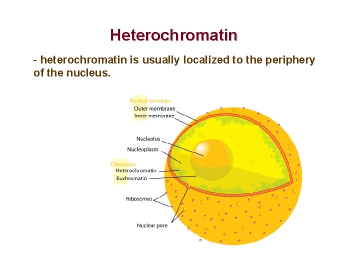 Heterochromatin - heterochromatin is usually localized to the periphery of the nucleus. 