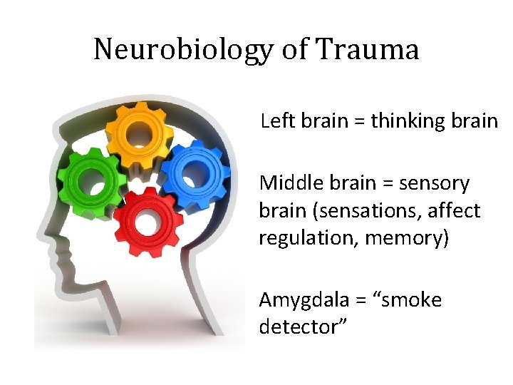 Neurobiology of Trauma Left brain = thinking brain Middle brain = sensory brain (sensations,