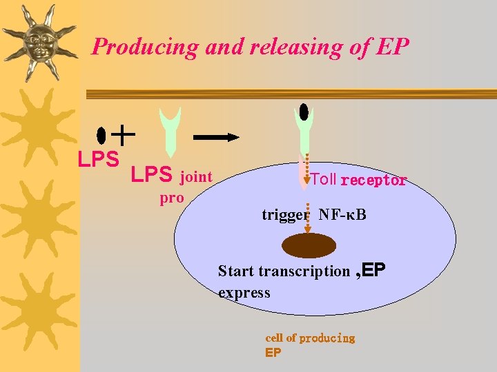 Producing and releasing of EP LPS joint pro Toll receptor trigger NF-κB Start transcription