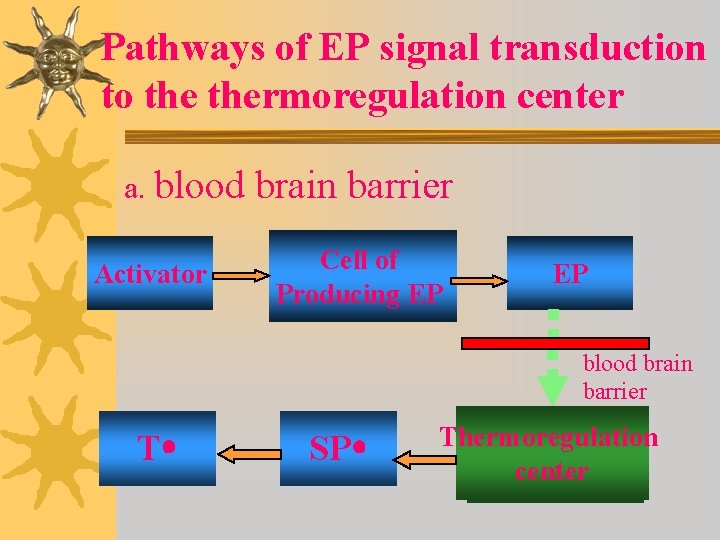 Pathways of EP signal transduction to thermoregulation center a. blood Activator brain barrier Cell