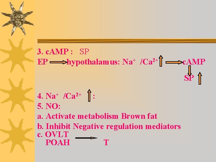 3. c. AMP : SP EP hypothalamus: Na+ /Ca 2+ c. AMP SP 4.
