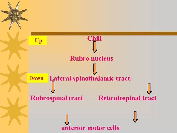  Chill Up Rubro nucleus Down Lateral spinothalamic tract Rubrospinal tract Reticulospinal tract anterior