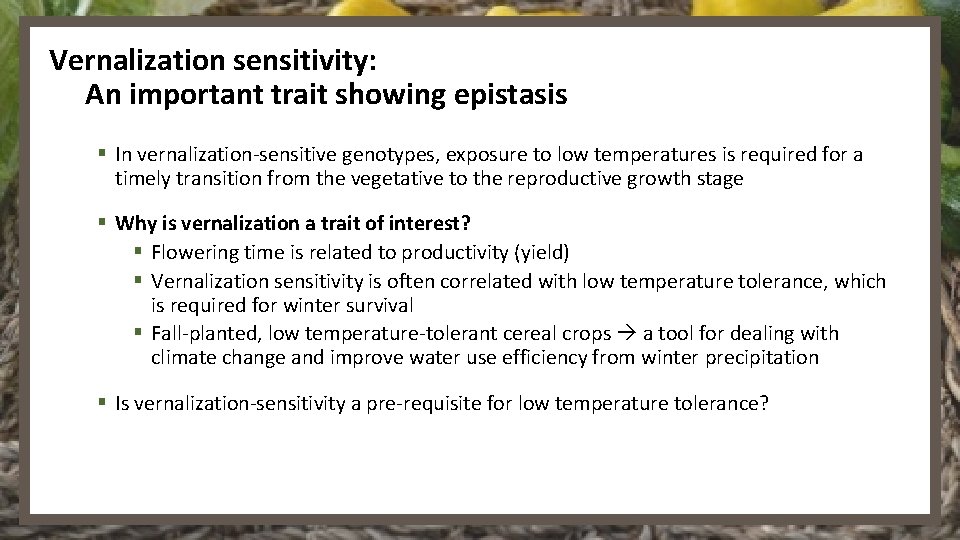Vernalization sensitivity: An important trait showing epistasis § In vernalization-sensitive genotypes, exposure to low