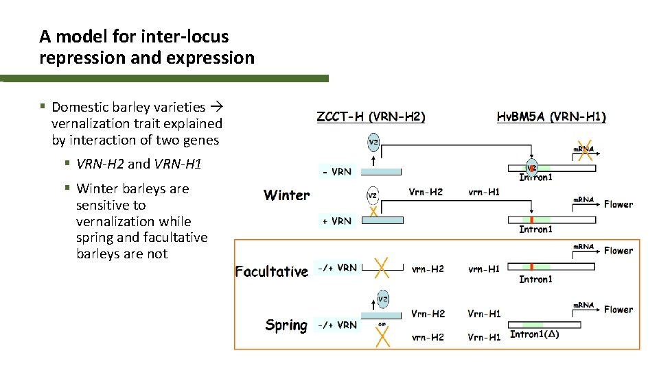 A model for inter-locus repression and expression § Domestic barley varieties vernalization trait explained