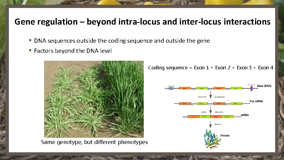 Gene regulation – beyond intra-locus and inter-locus interactions § DNA sequences outside the coding
