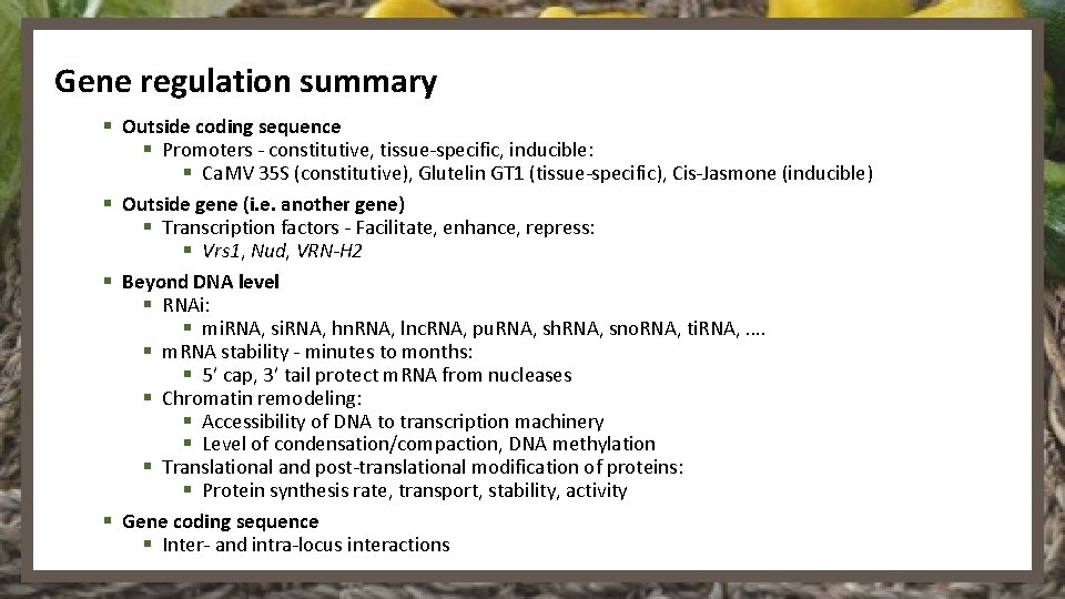 Gene regulation summary § Outside coding sequence § Promoters - constitutive, tissue-specific, inducible: §