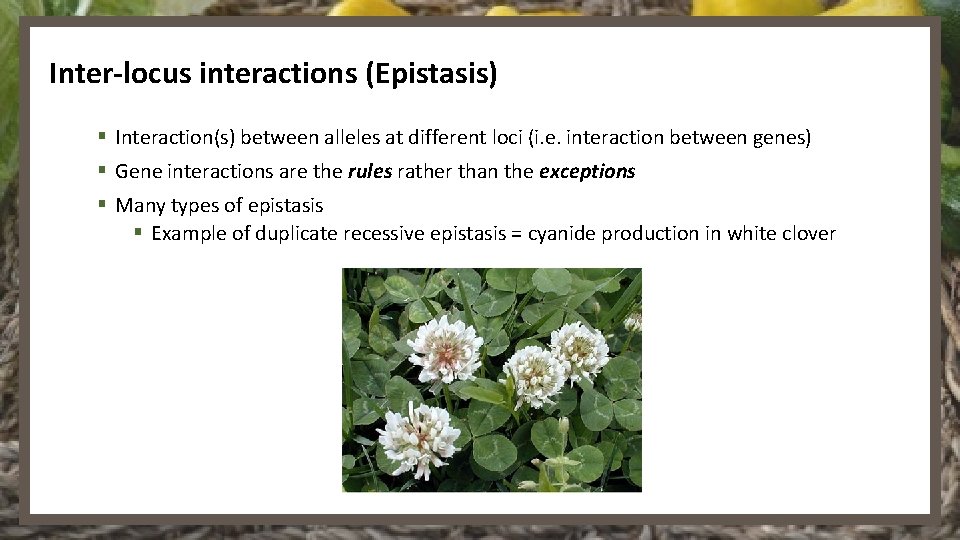 Inter-locus interactions (Epistasis) § Interaction(s) between alleles at different loci (i. e. interaction between