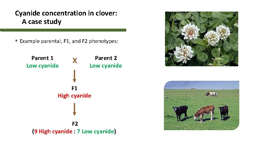 Cyanide concentration in clover: A case study § Example parental, F 1, and F