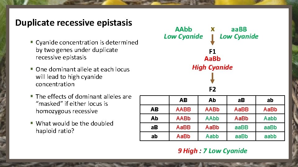 Duplicate recessive epistasis AAbb Low Cyanide § Cyanide concentration is determined by two genes