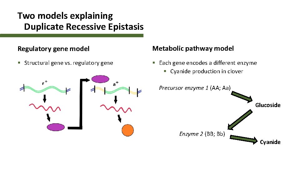 Two models explaining Duplicate Recessive Epistasis Regulatory gene model Metabolic pathway model § Structural