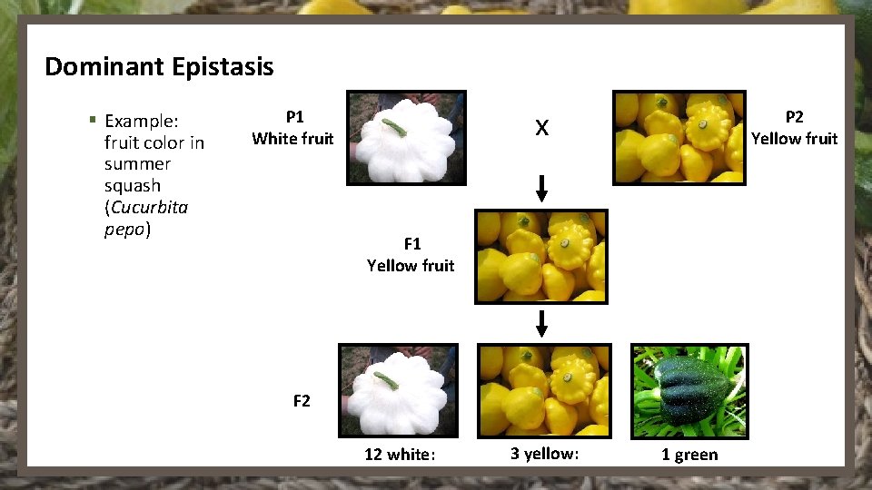 Dominant Epistasis § Example: fruit color in summer squash (Cucurbita pepo) x P 1