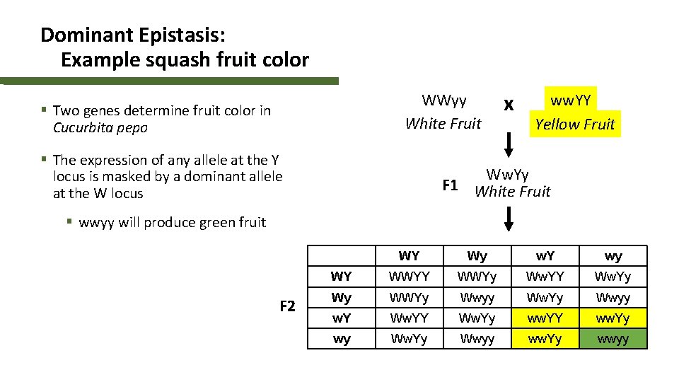 Dominant Epistasis: Example squash fruit color WWyy White Fruit § Two genes determine fruit