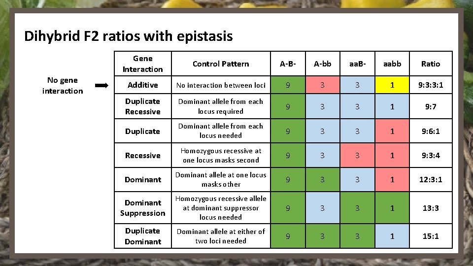 Dihybrid F 2 ratios with epistasis No gene interaction Gene Interaction Control Pattern A-B-