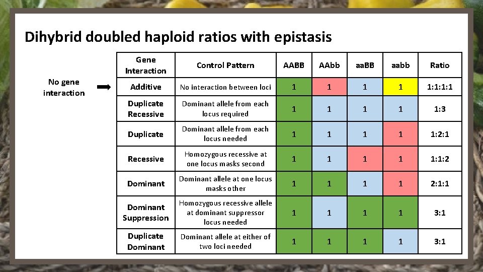 Dihybrid doubled haploid ratios with epistasis No gene interaction Gene Interaction Control Pattern AABB