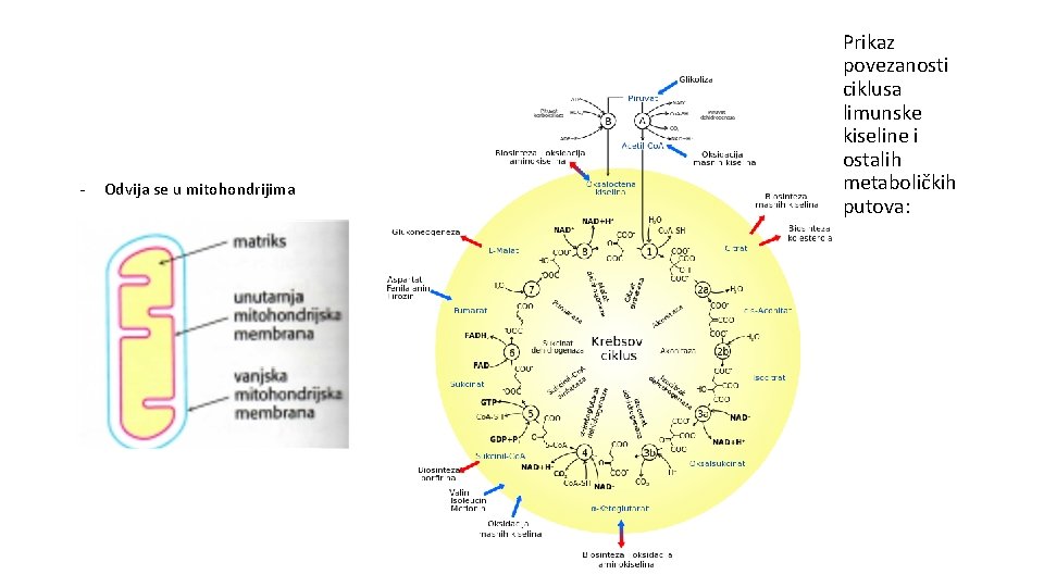- Odvija se u mitohondrijima Prikaz povezanosti ciklusa limunske kiseline i ostalih metaboličkih putova: