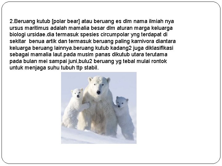 2. Beruang kutub [polar bear] atau beruang es dlm nama ilmiah nya ursus maritimus